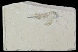 Bargain, Cretaceous Fossil Shrimp - Lebanon #107690-1